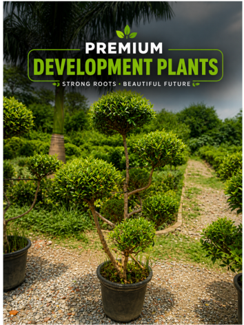 Mogra Plant image 2
