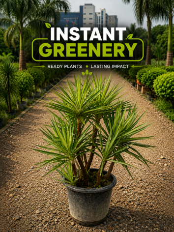 Ficus Moclame Plant