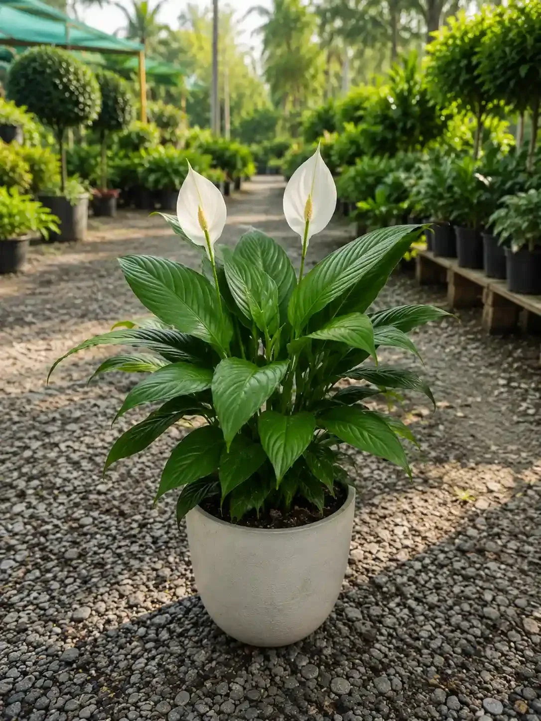 Indoor Plants