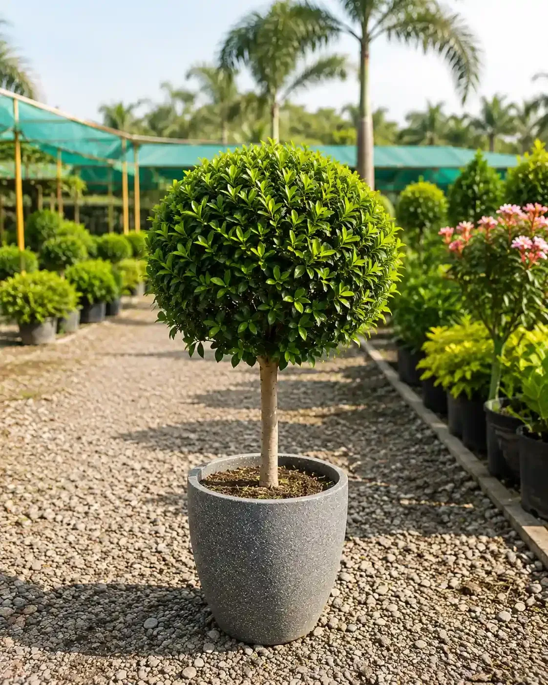 Outdoor Plants