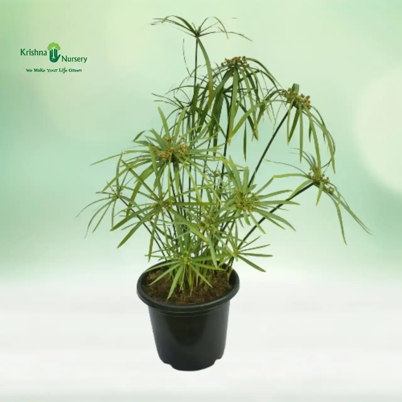 Umbrella Palm Plant