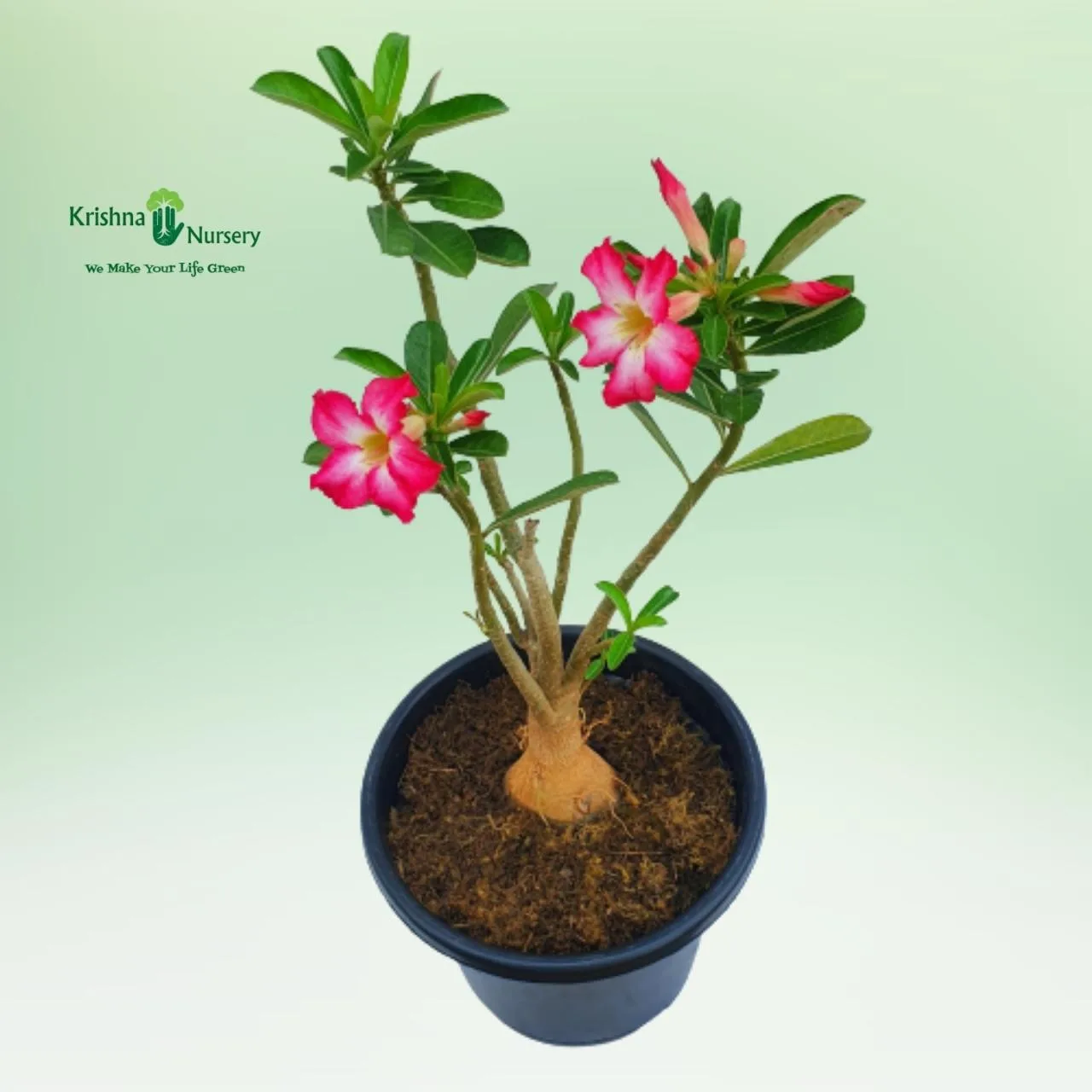 Adenium Flower Plant image 4