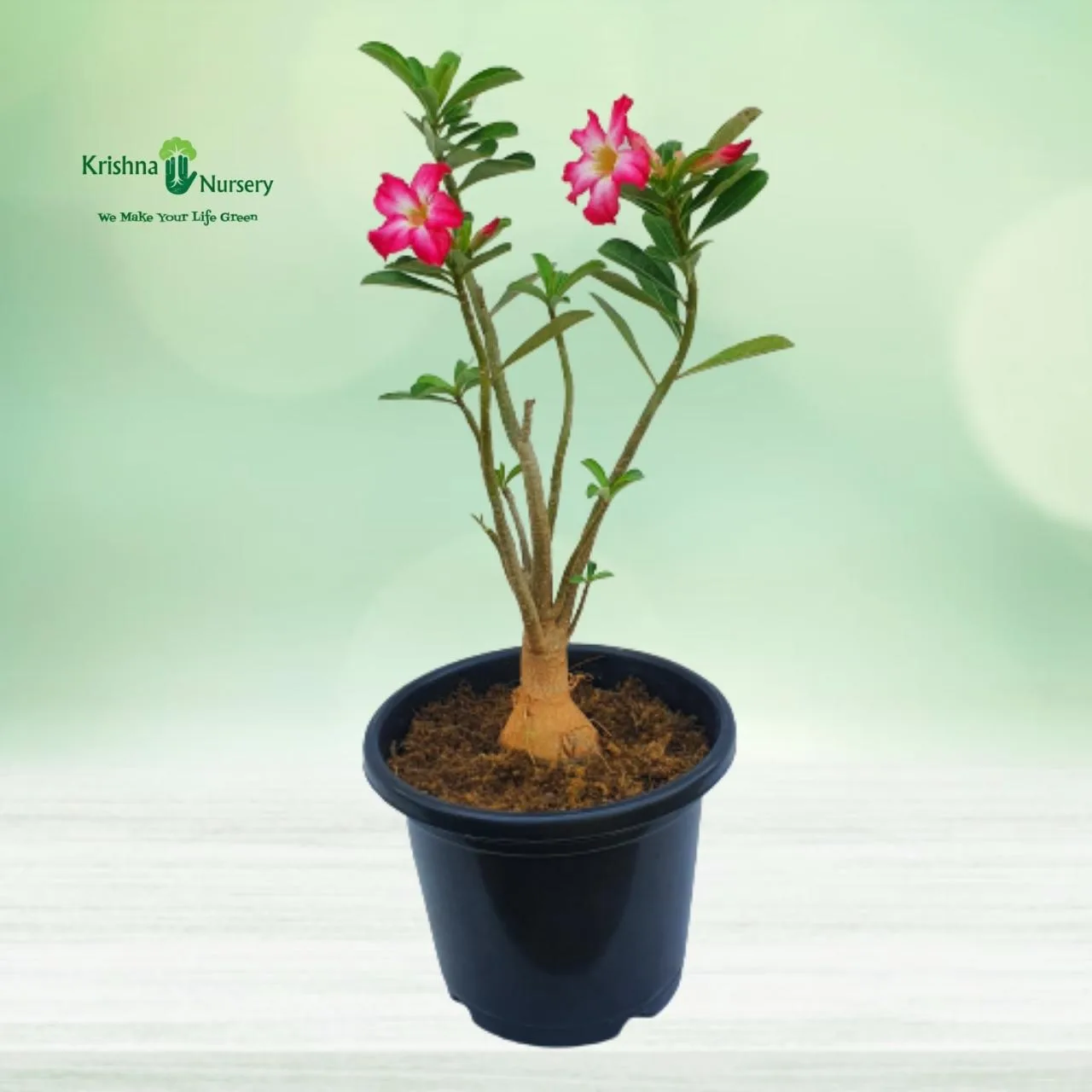 Adenium Flower Plant