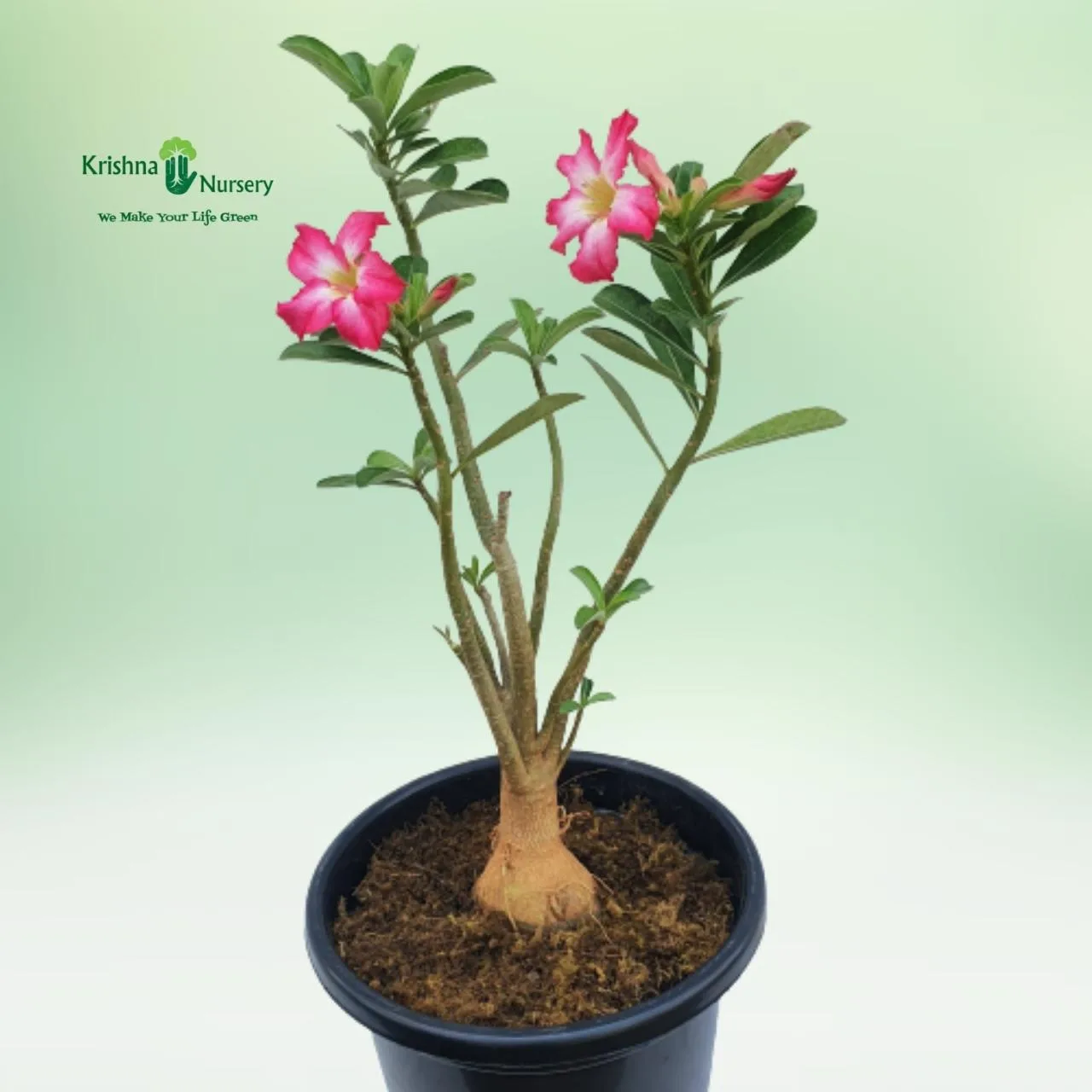 Adenium Flower Plant image 2