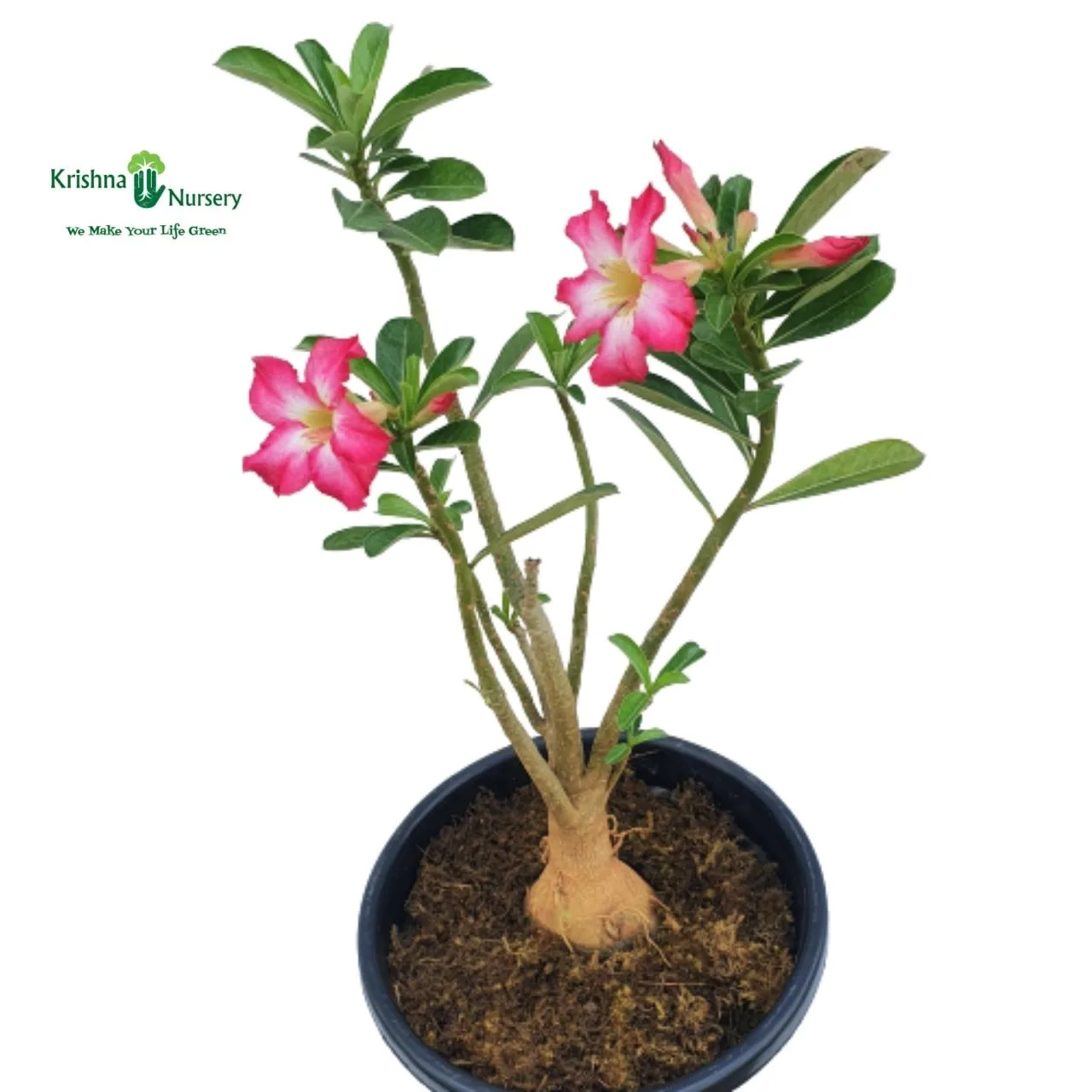 Adenium Flower Plant image 3