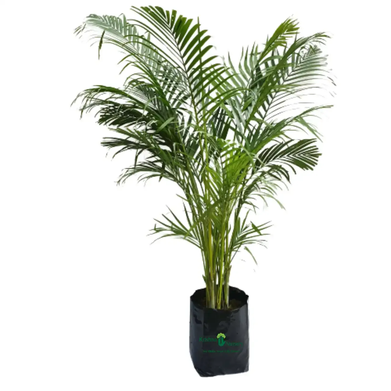 Areca Palm Plant image 4