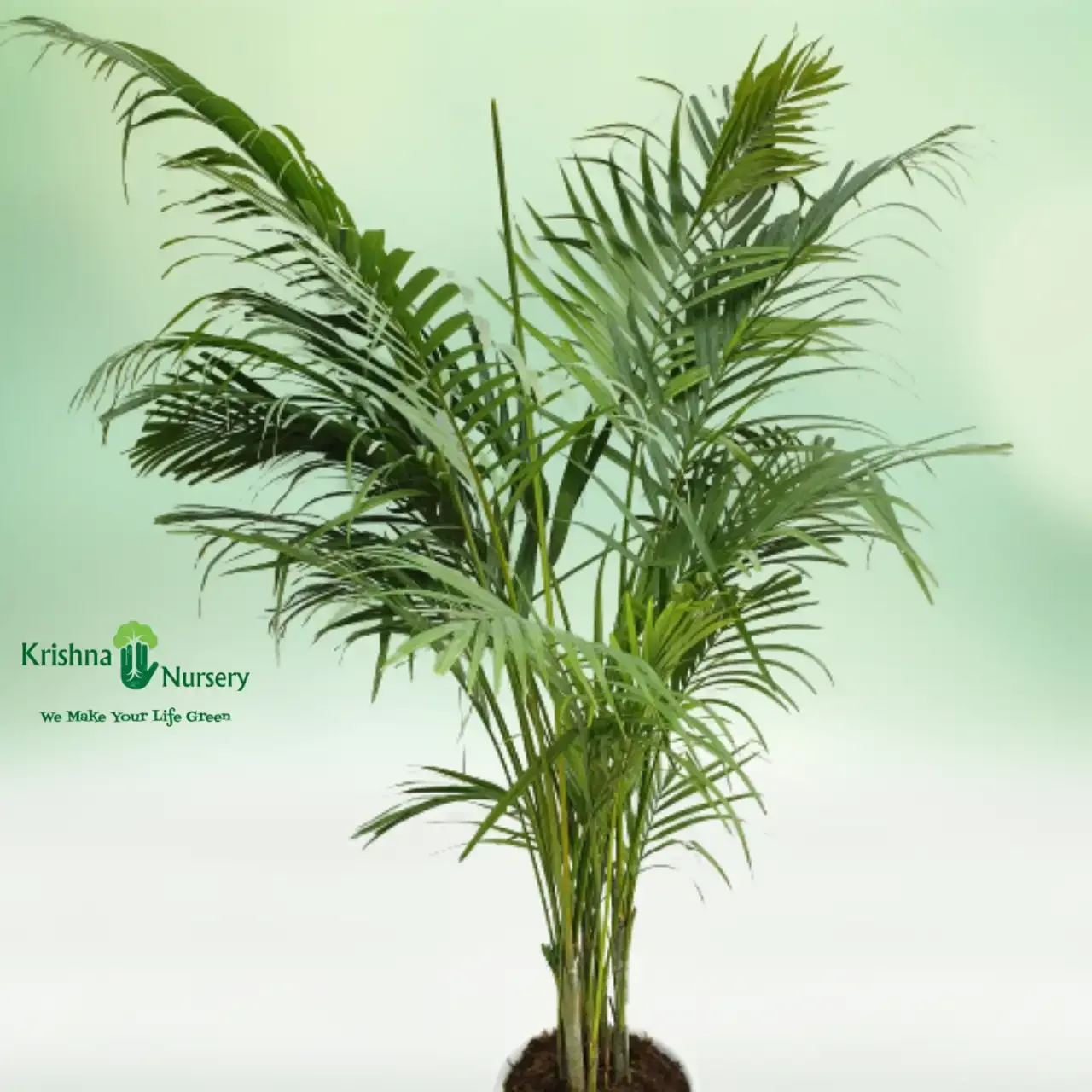 Areca Palm Plant