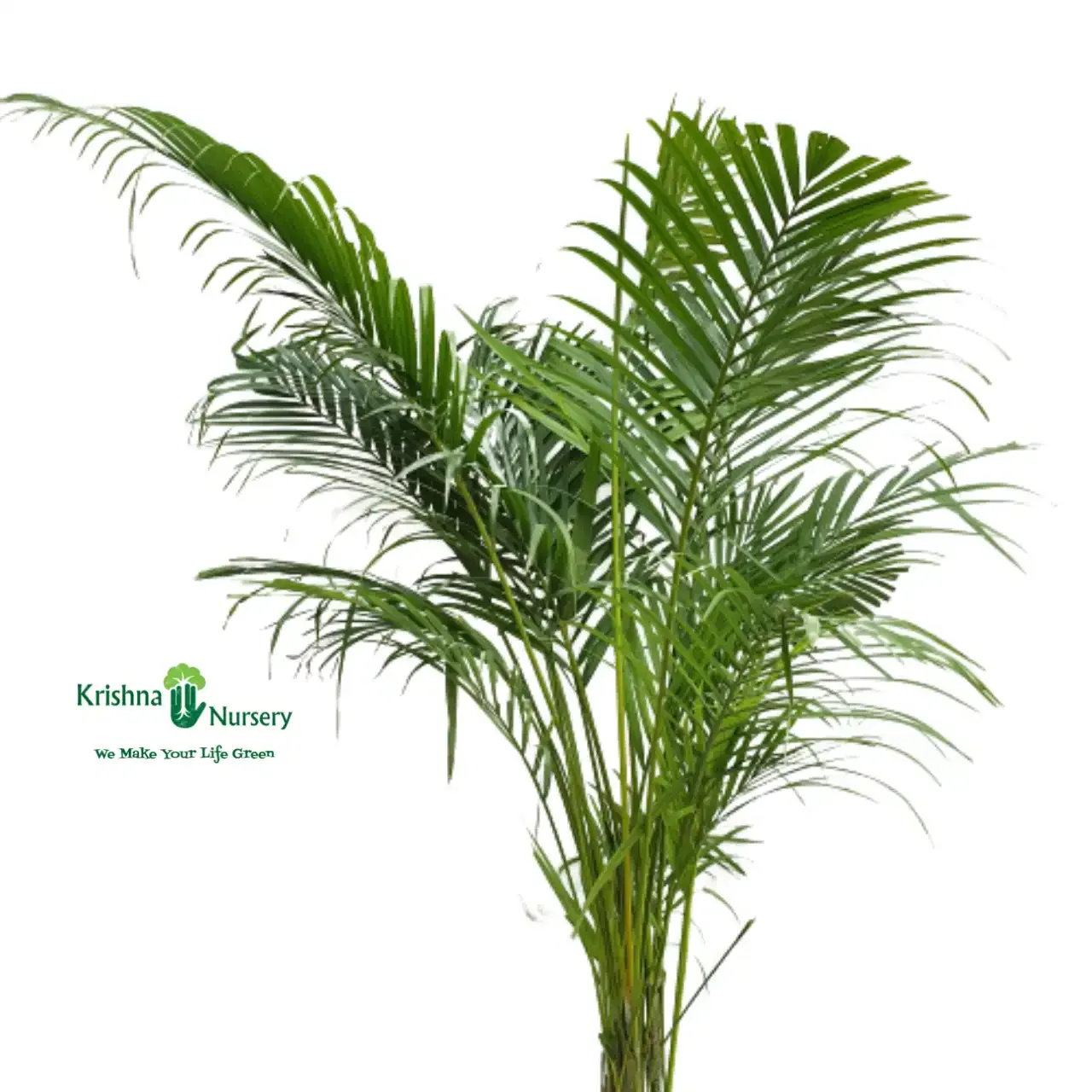 Areca Palm Plant image 3