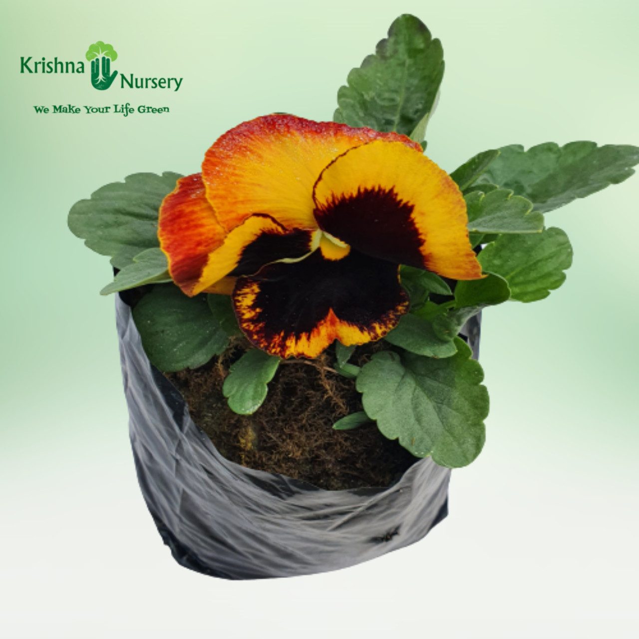 Pansy Flower Plant