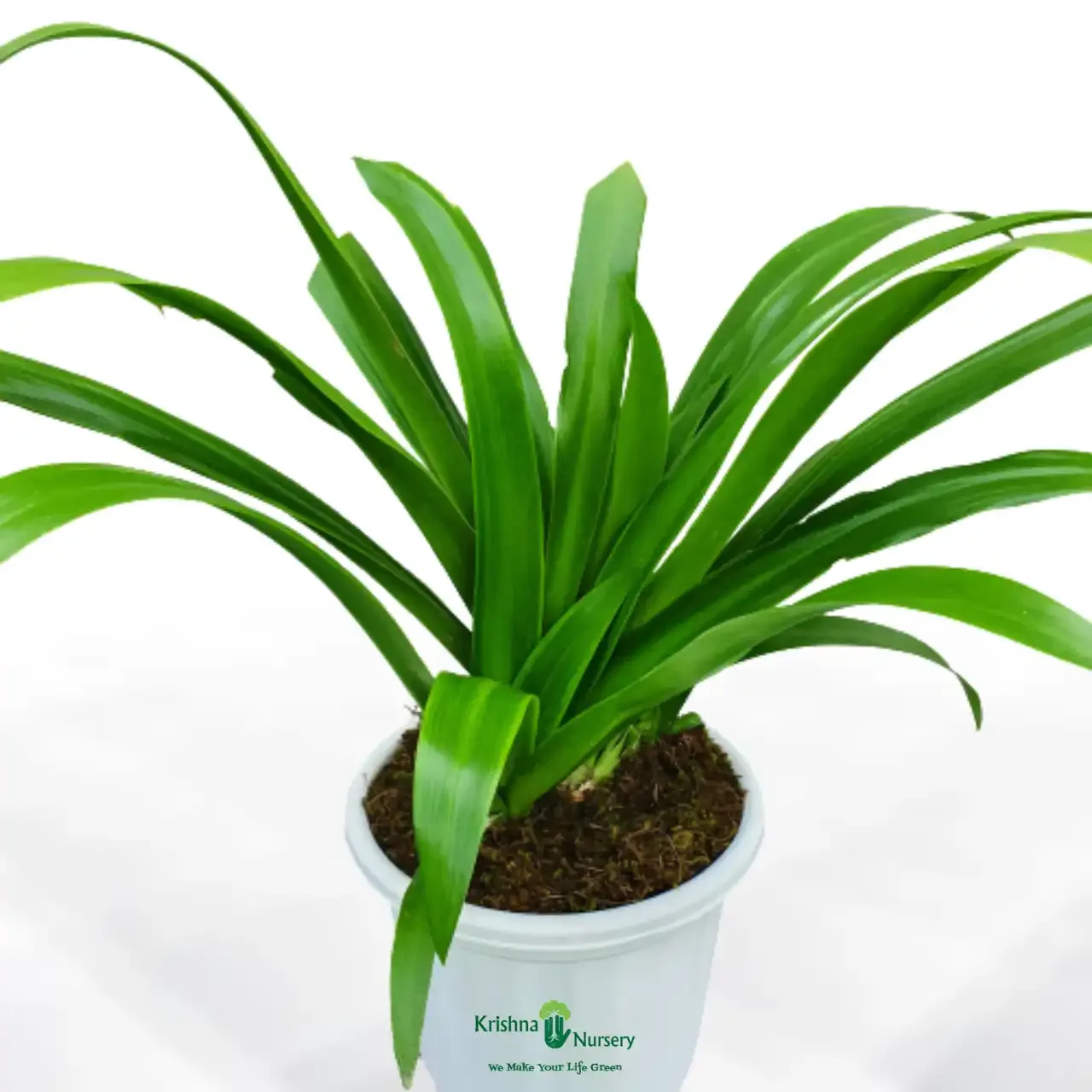 Amaryllis Lily Plant image 4