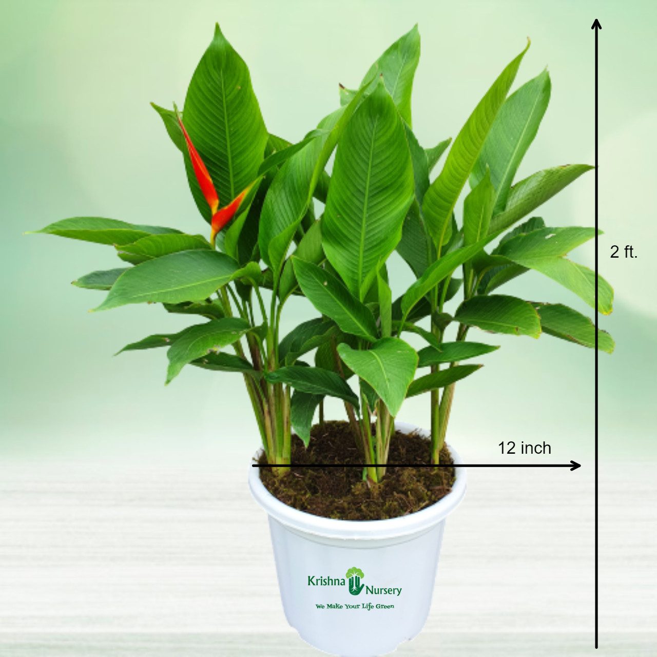 Heliconia Flower Plant