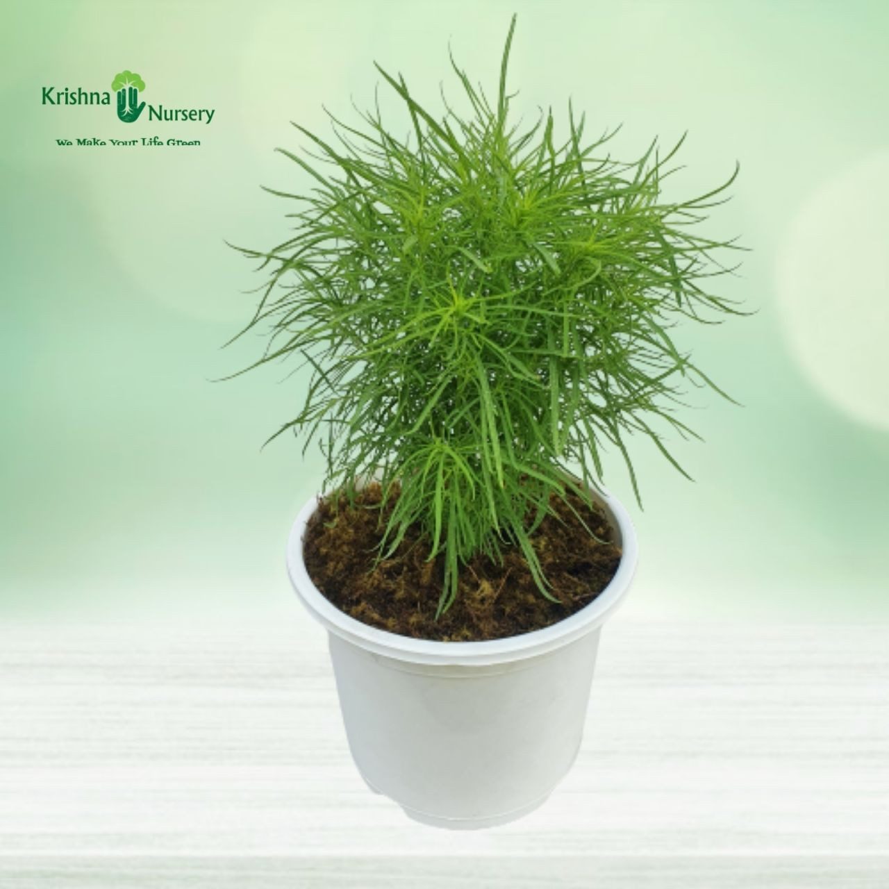Kochia Plant