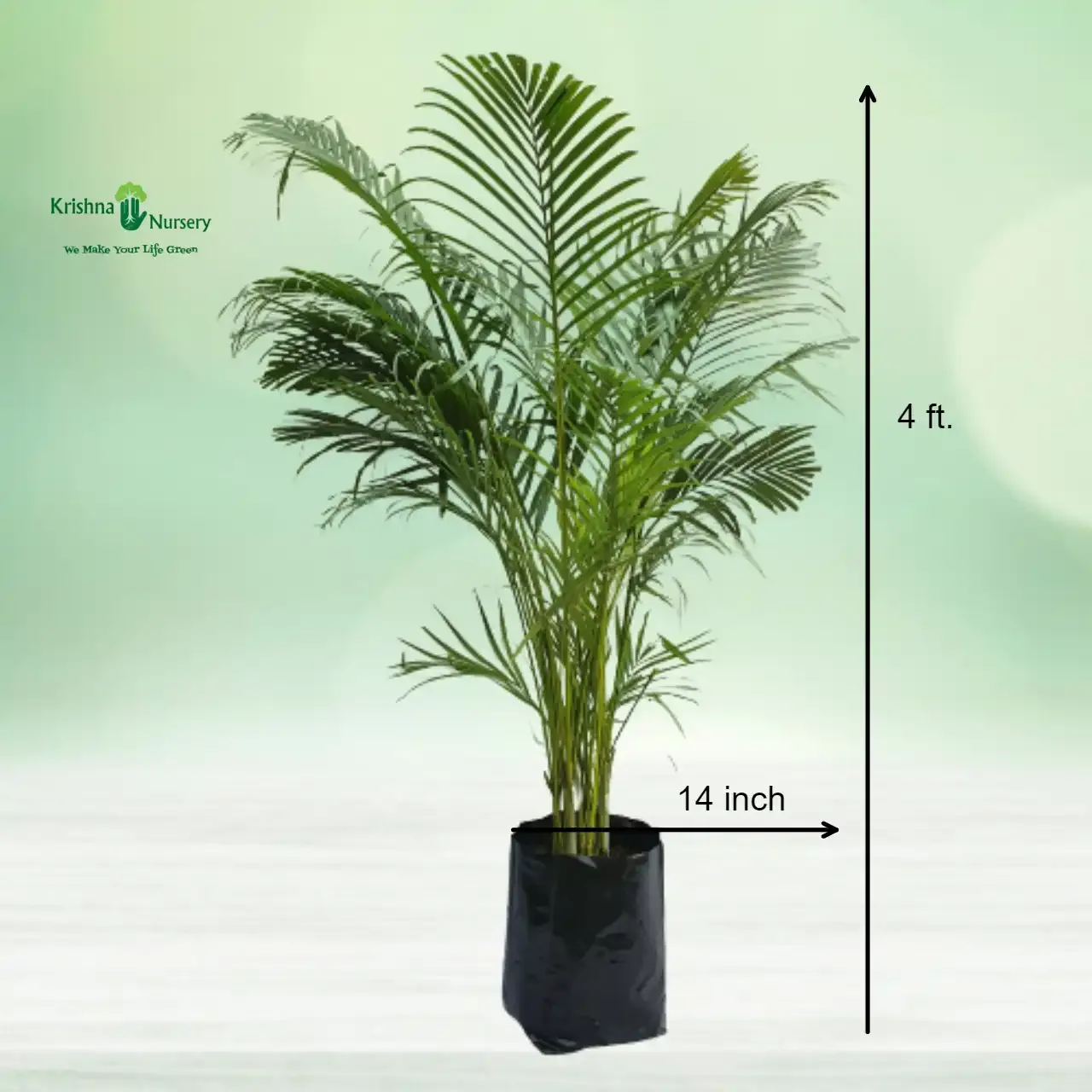 Areca Palm Plant image 2