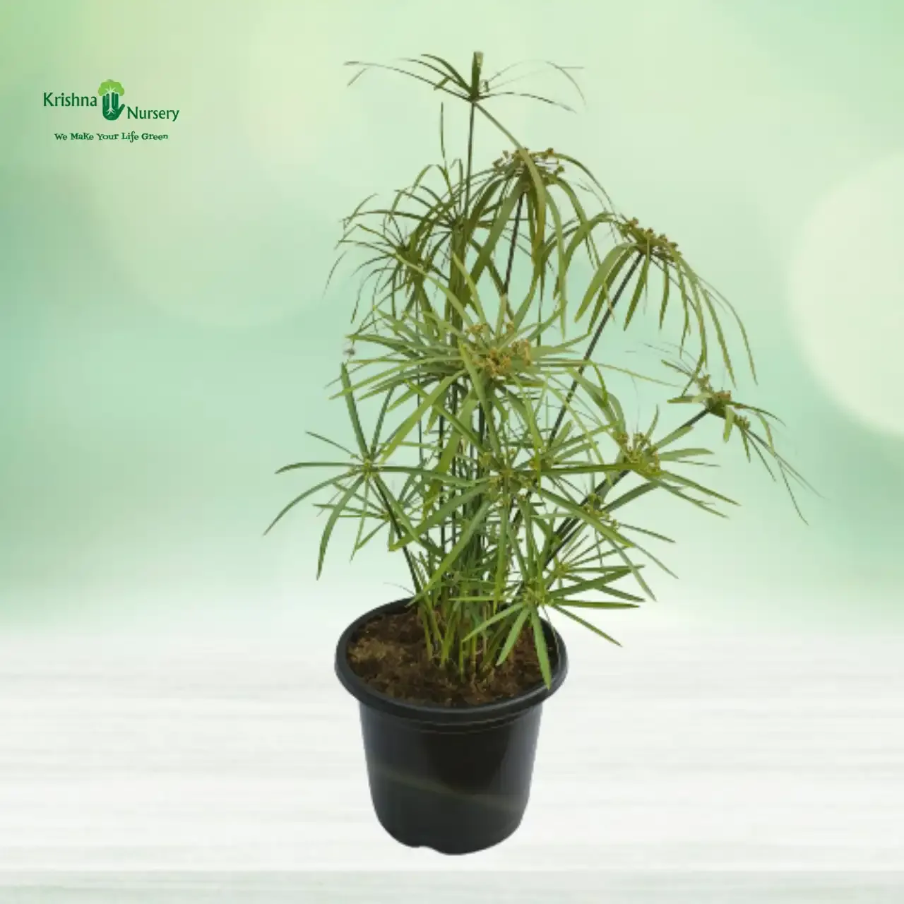 Umbrella Palm Plant image 4