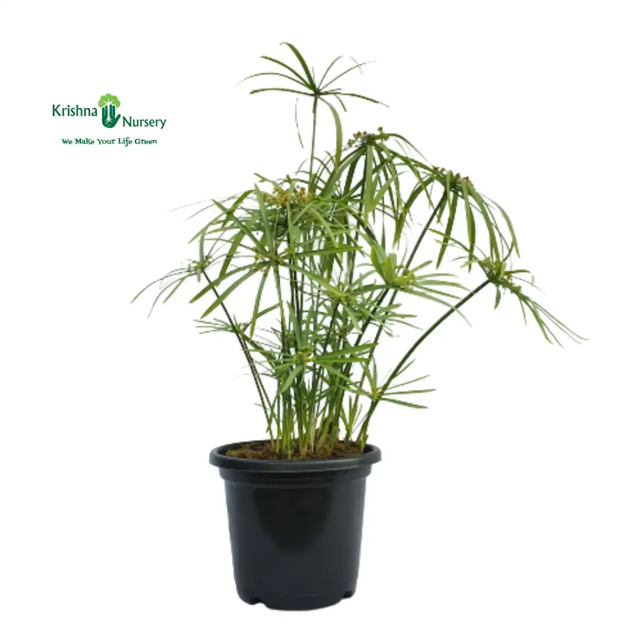Umbrella Palm Plant image 3