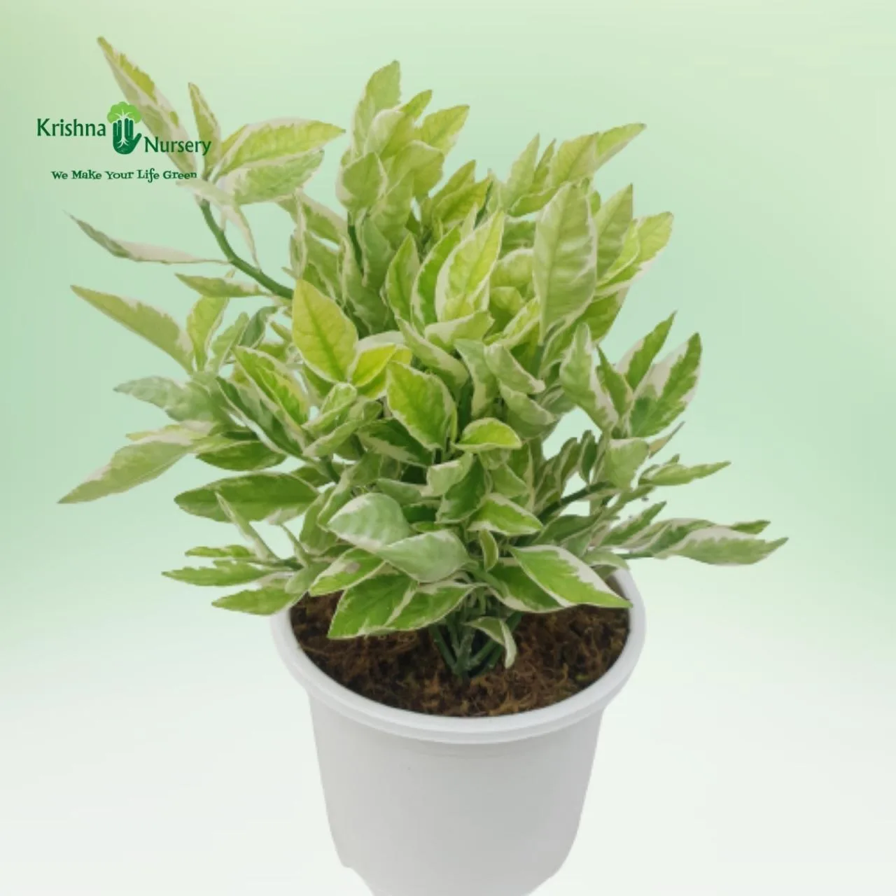 Pedilanthus Plant image 4