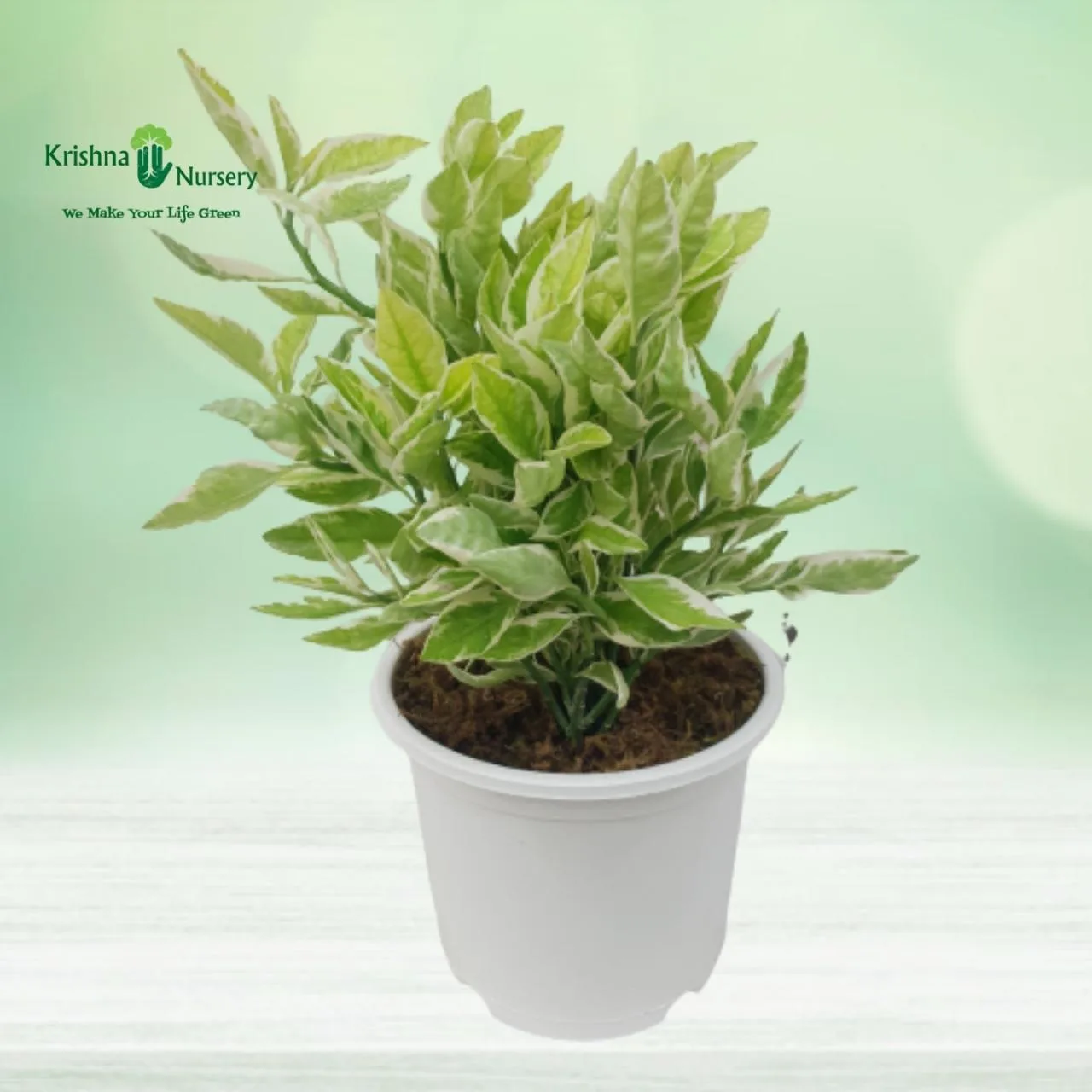 Pedilanthus Plant