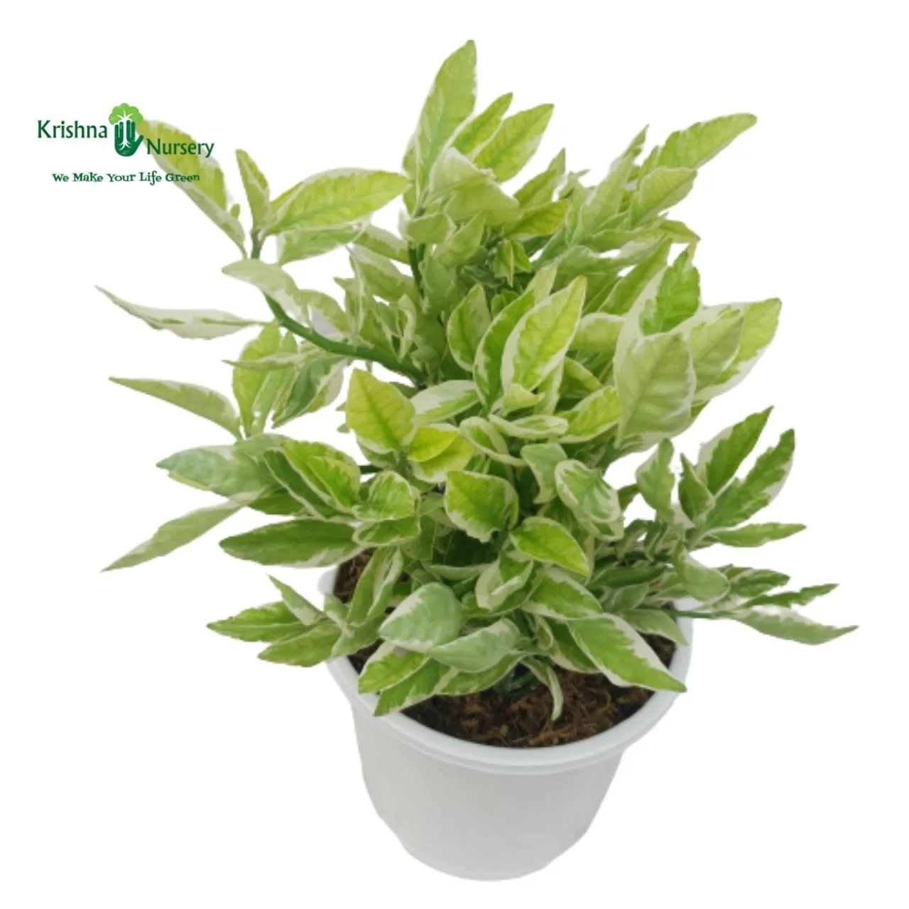 Pedilanthus Plant image 3