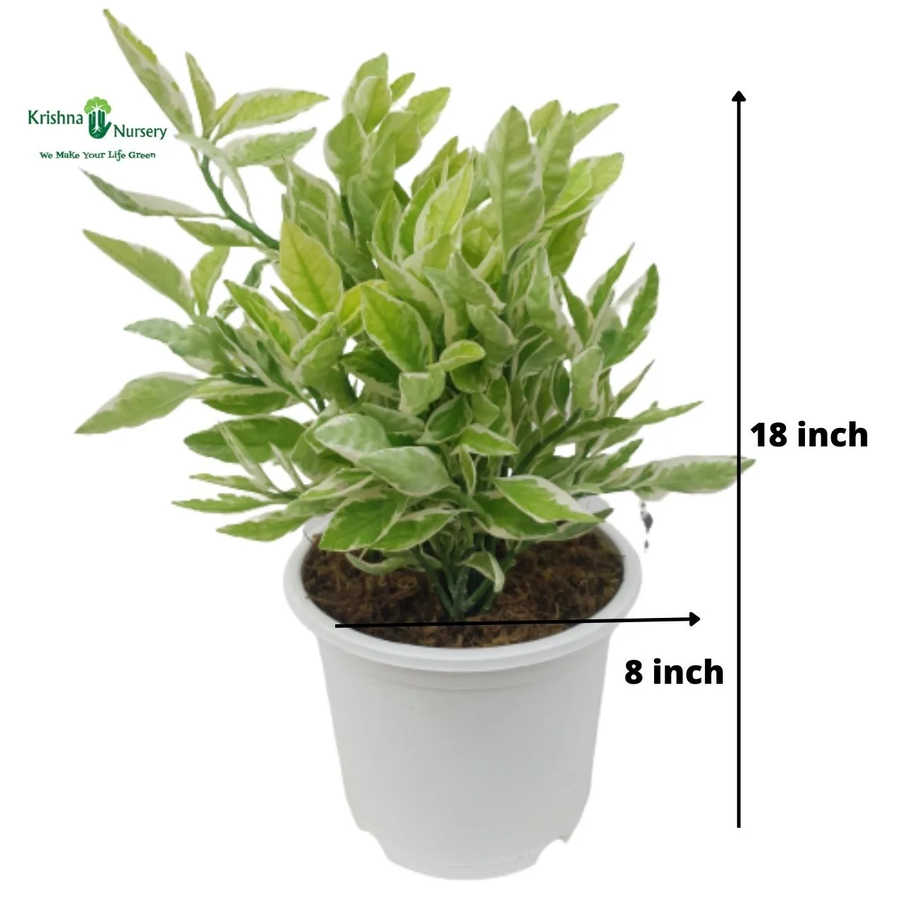 Pedilanthus Plant image 2