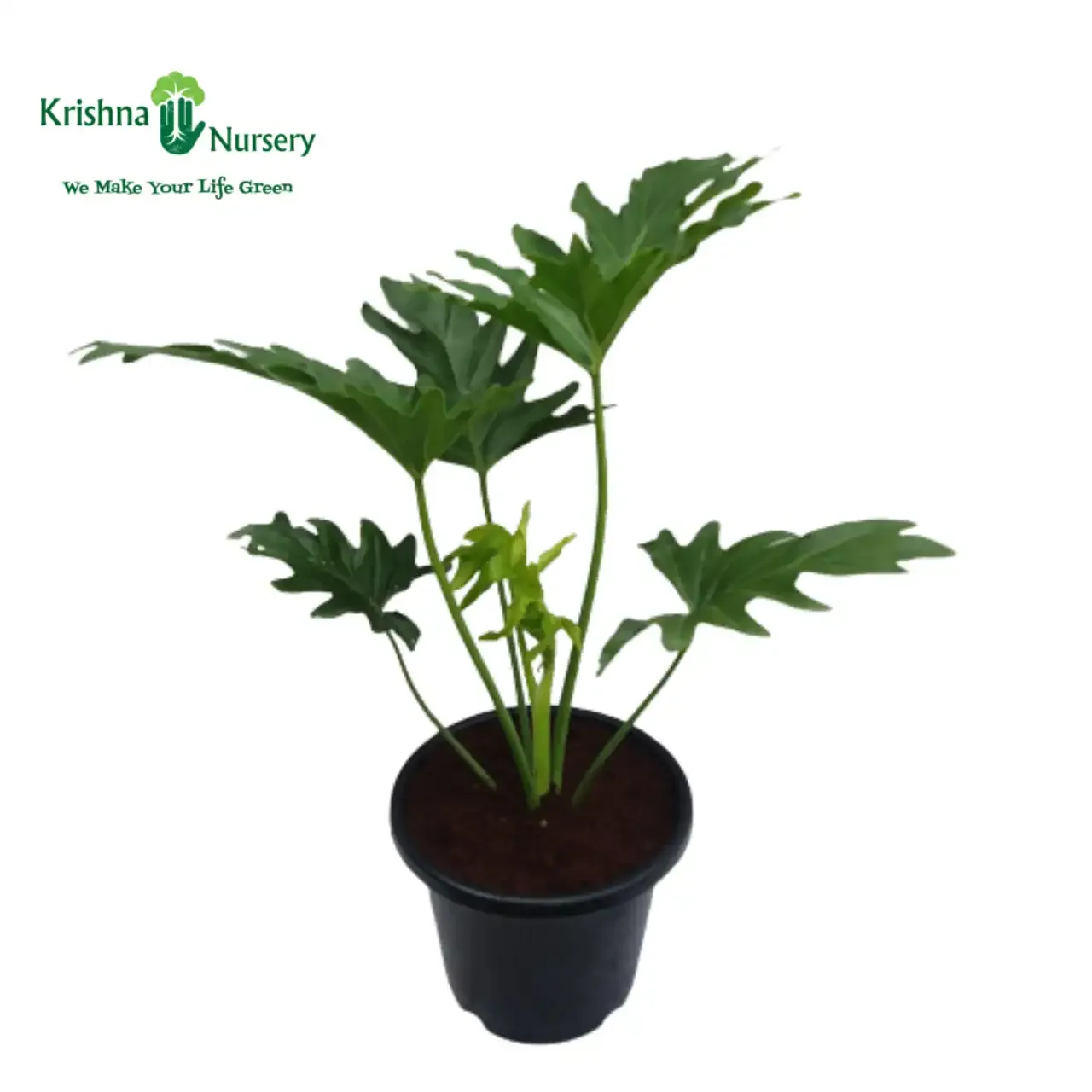 Philodendron Selloum Plant image 4