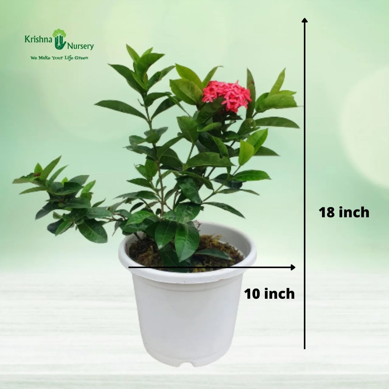 Ixora Pink Flower Plant image 4