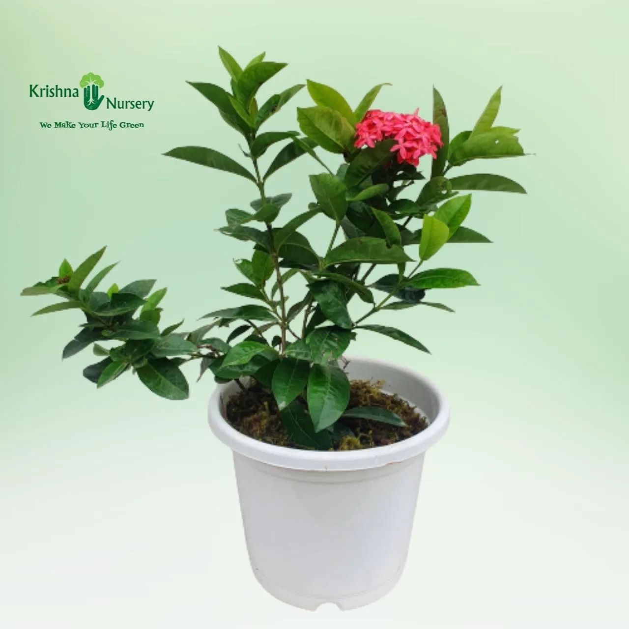 Ixora Pink Flower Plant