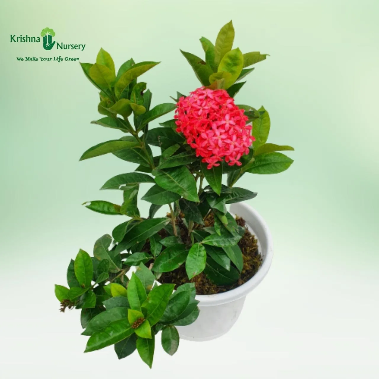 Ixora Pink Flower Plant image 3