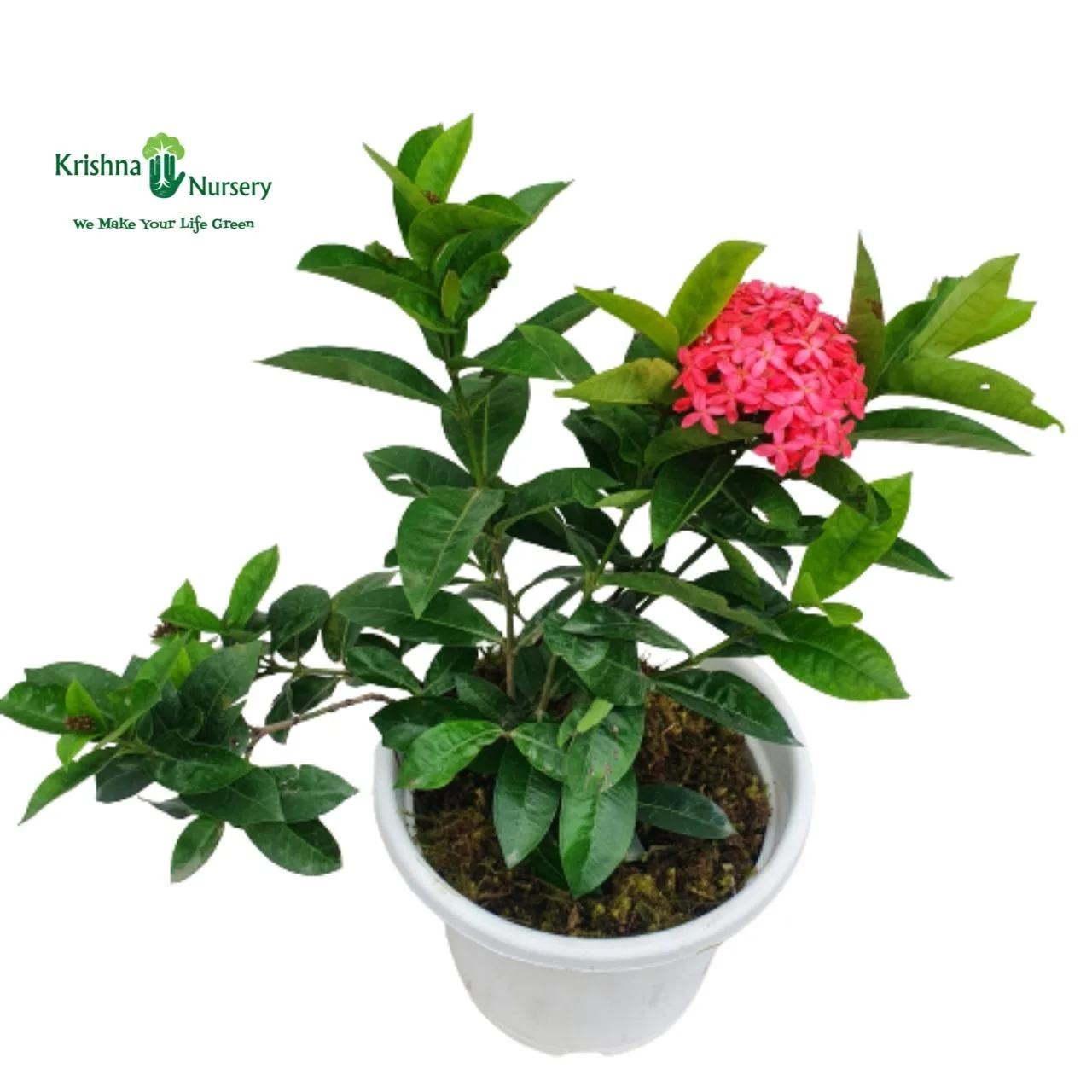 Ixora Pink Flower Plant image 2
