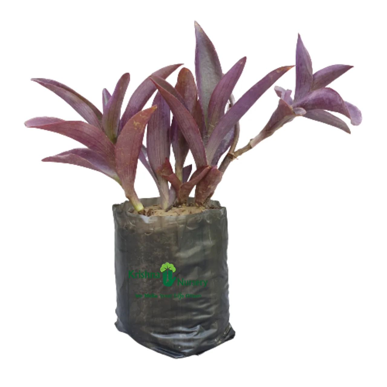 Purple Heart Plant (Tradescantia) image 4
