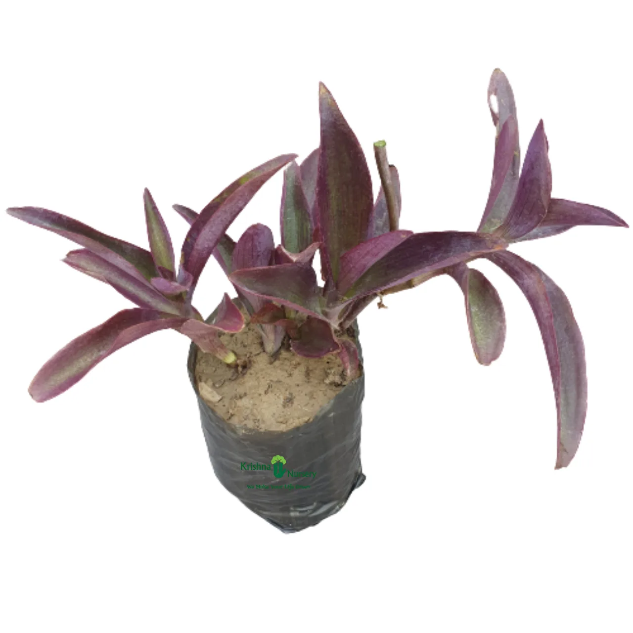 Purple Heart Plant (Tradescantia) image 2
