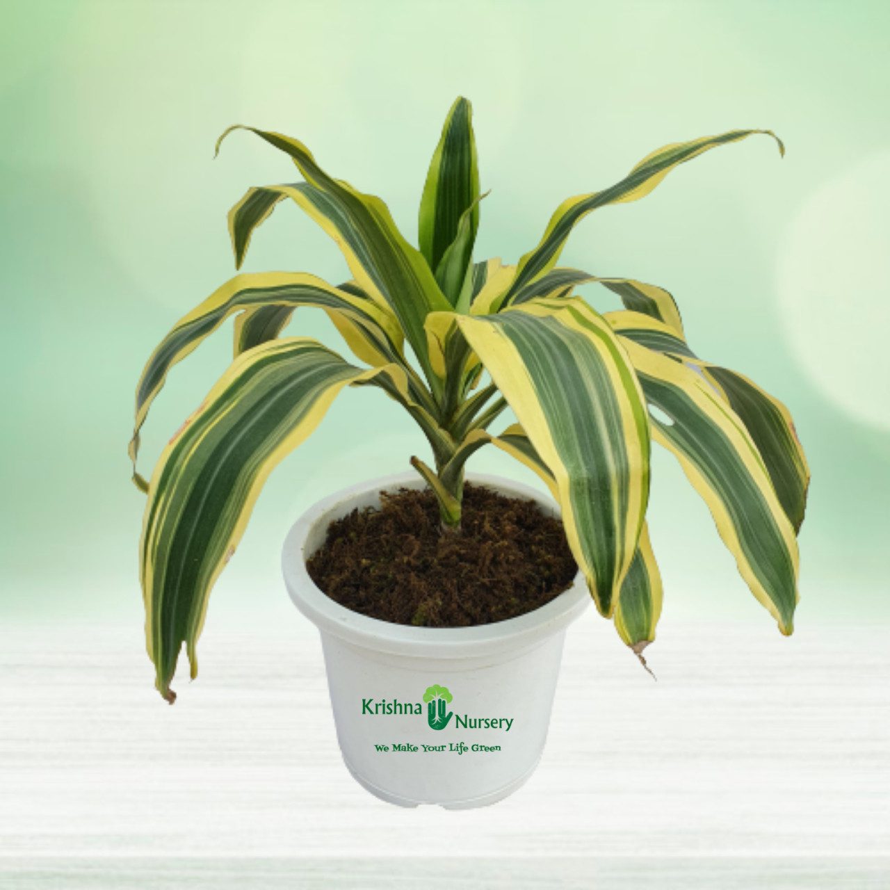 Victoria Plant