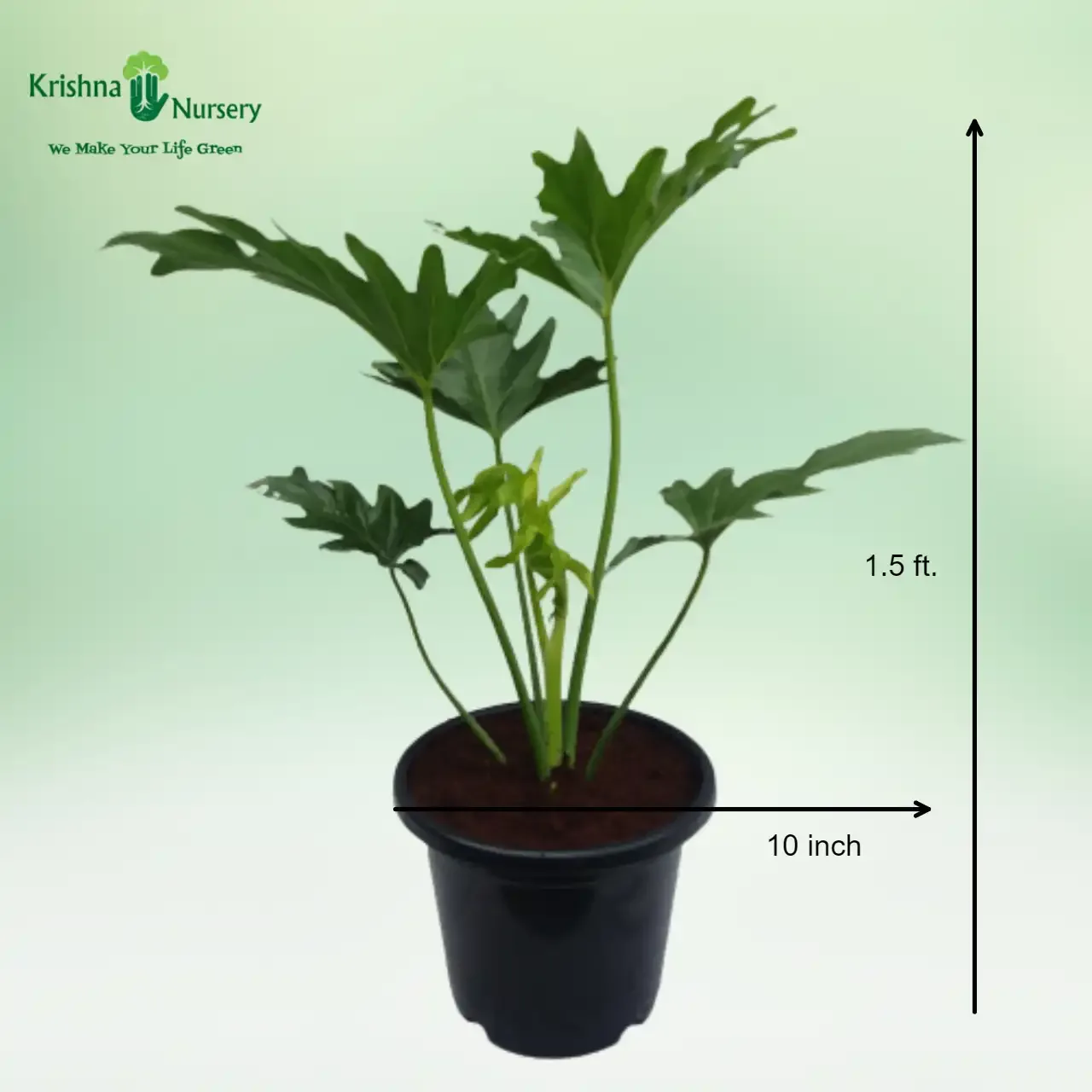 Philodendron Selloum Plant image 3