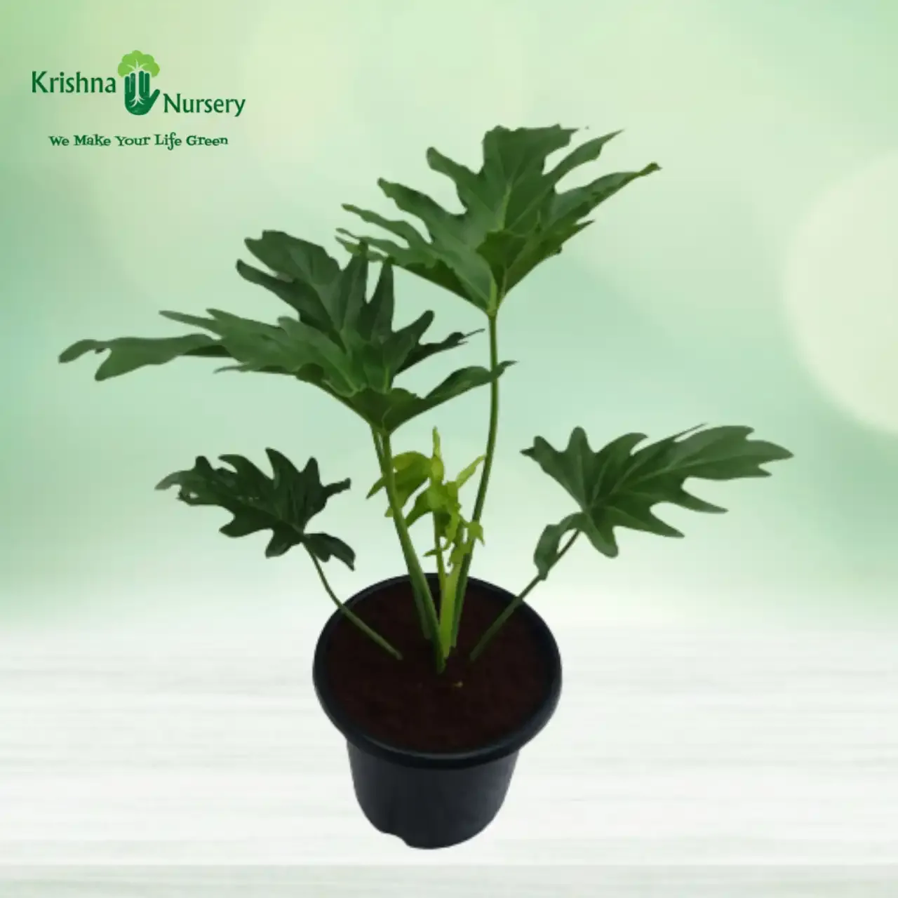 Philodendron Selloum Plant