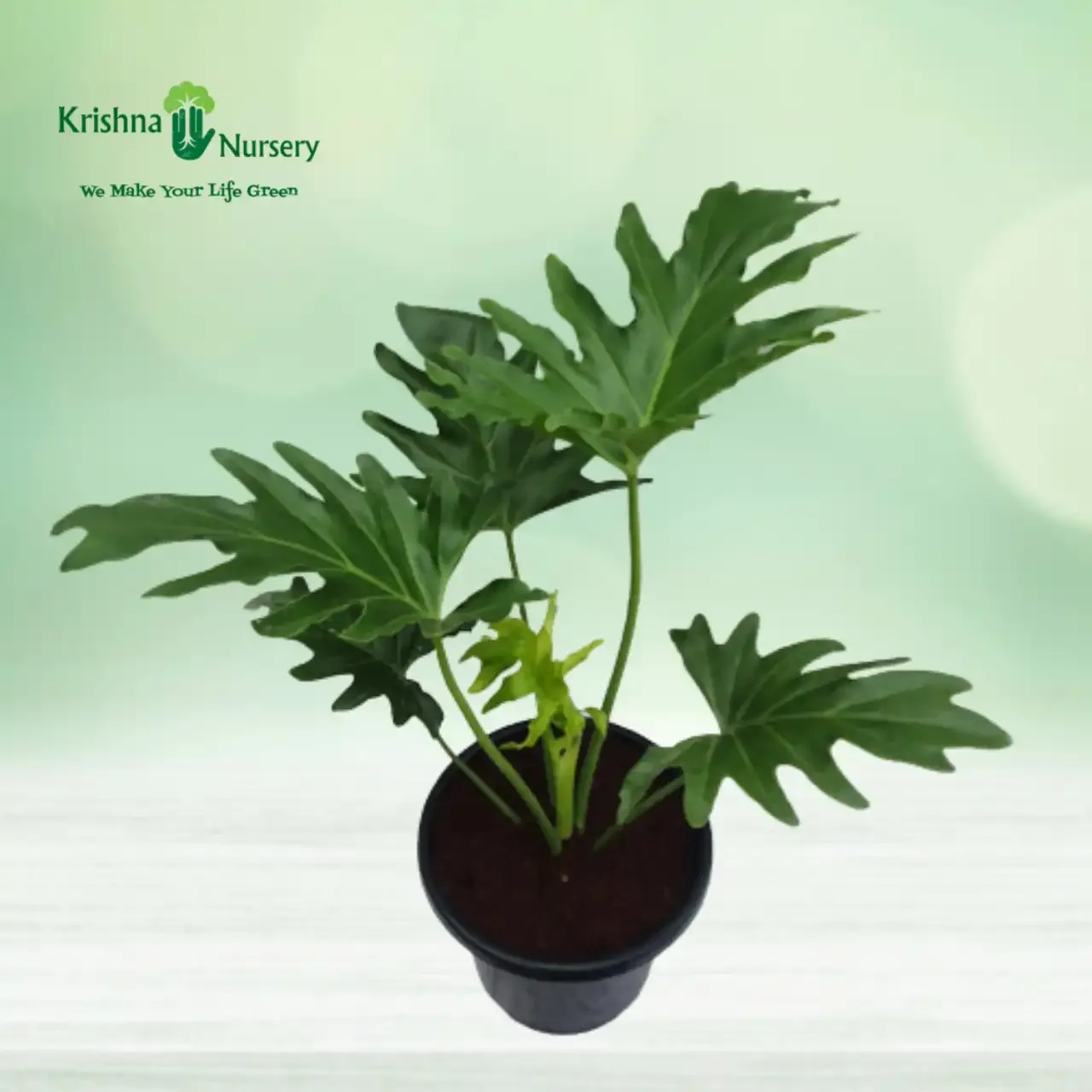 Philodendron Selloum Plant image 2