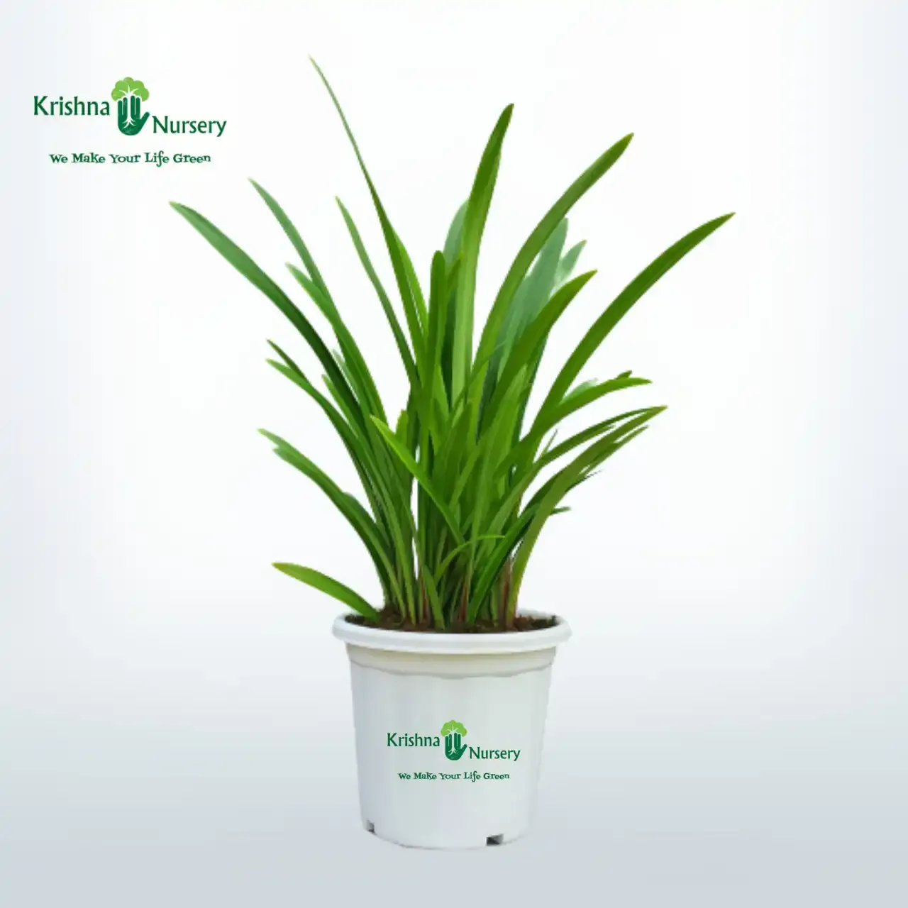 Amaryllis Lily Plant image 2
