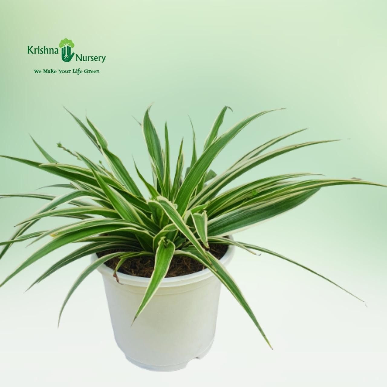 Spider Plant