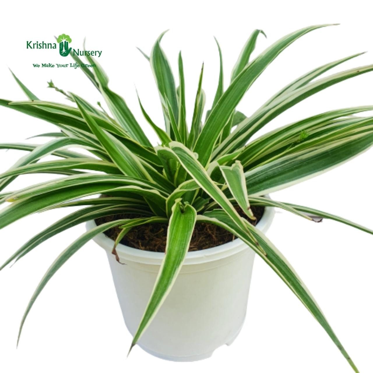 Spider Plant image 2