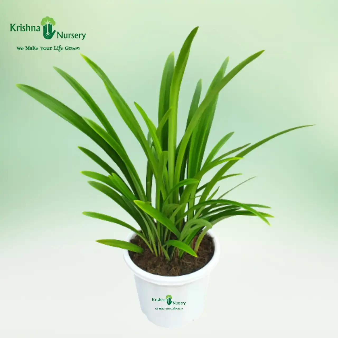 Amaryllis Lily Plant