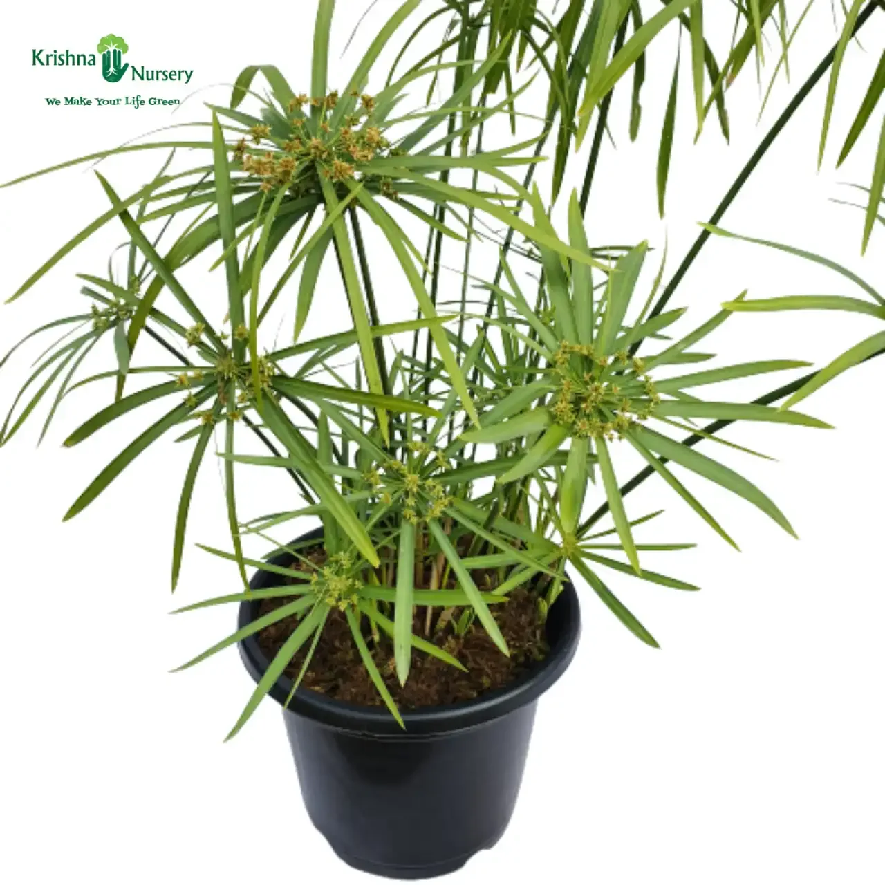 Umbrella Palm Plant image 2