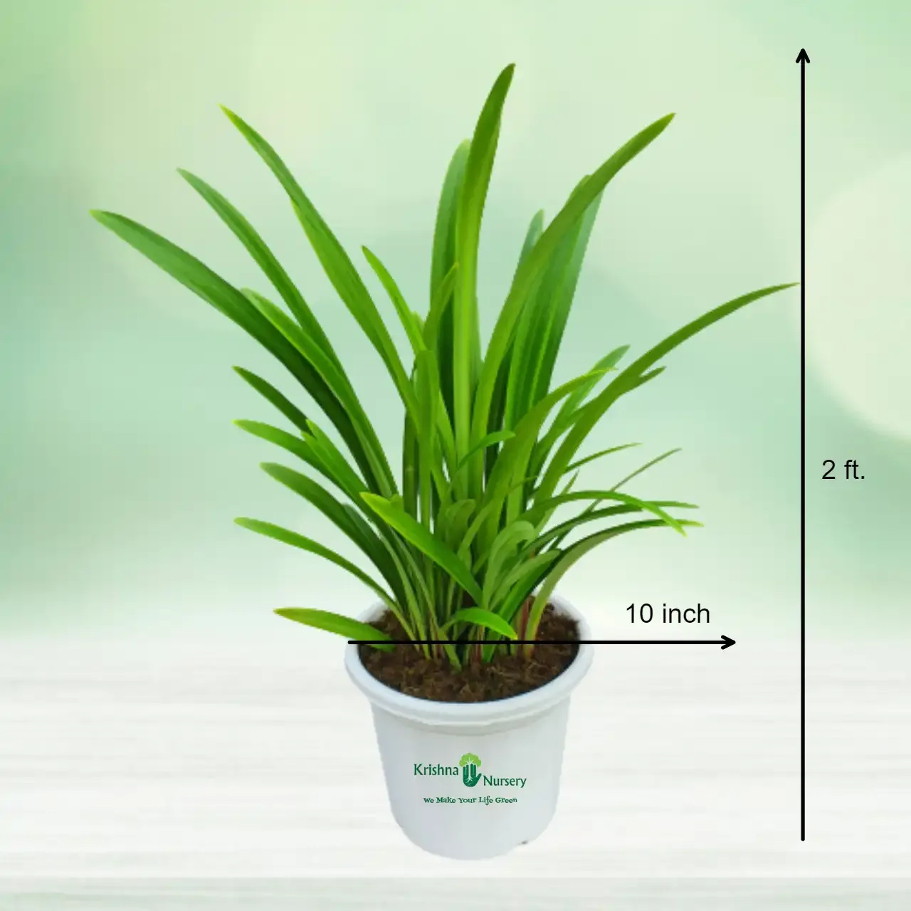Amaryllis Lily Plant image 3