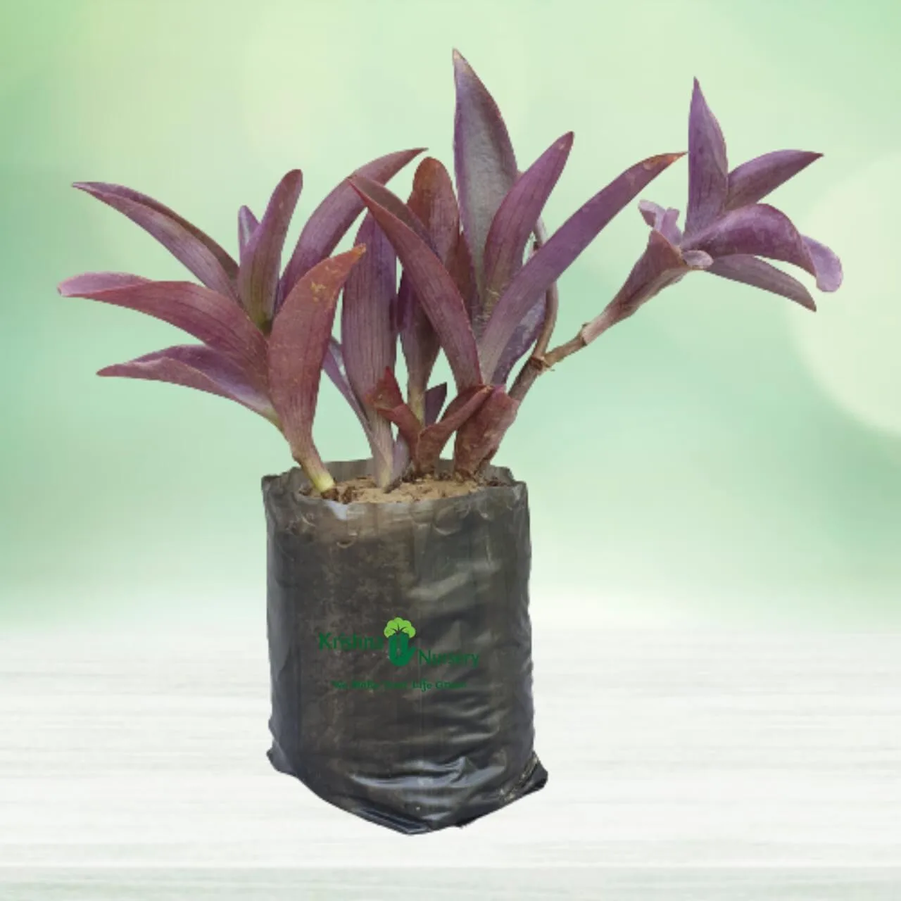 Purple Heart Plant (Tradescantia)