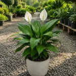 Indoor Plants