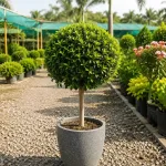 Outdoor Plants
