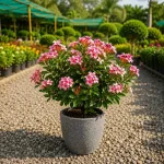 Seasonal Plants