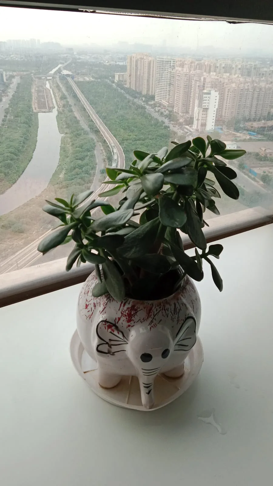 Spider Plant image 3